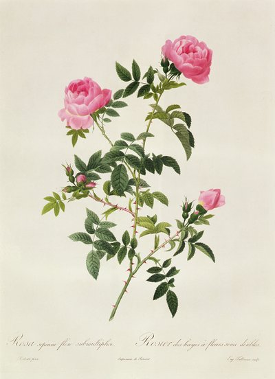 Rosa Sepium Flore Submultiplici de Pierre Joseph Redouté